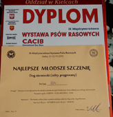 d1m (51 kB)